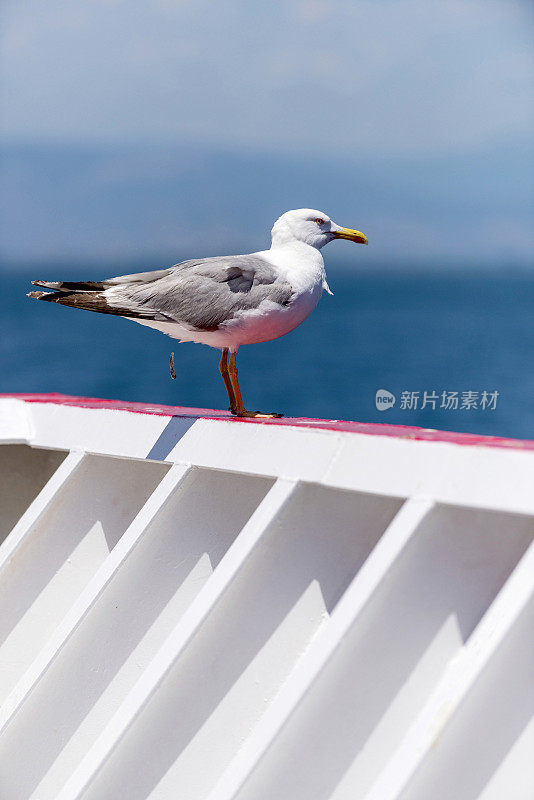 希腊萨索斯，渡船甲板上的海鸥