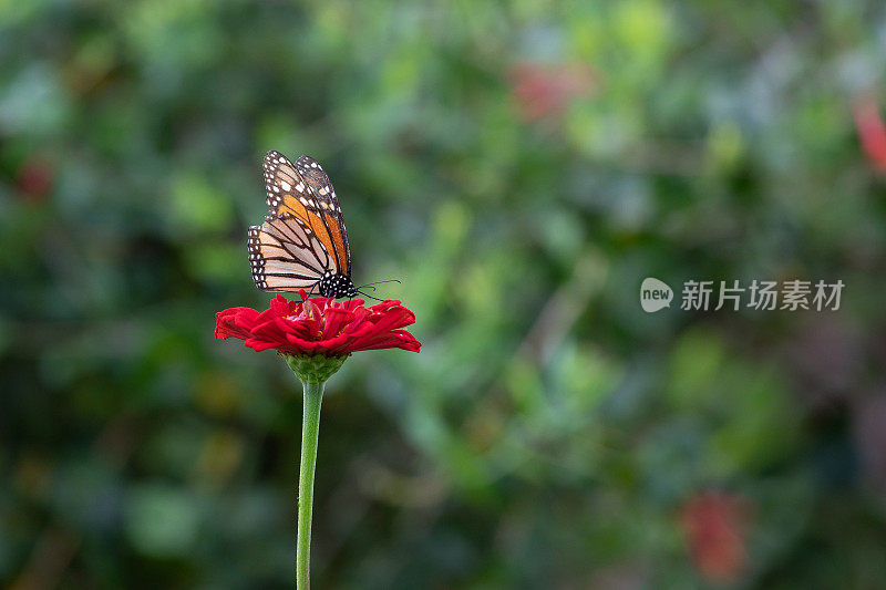 黑脉金斑蝶