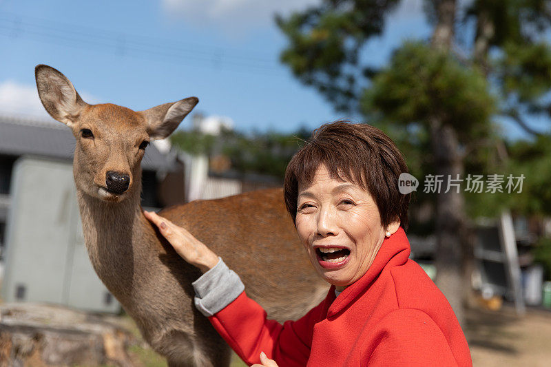 在日本遇见鹿