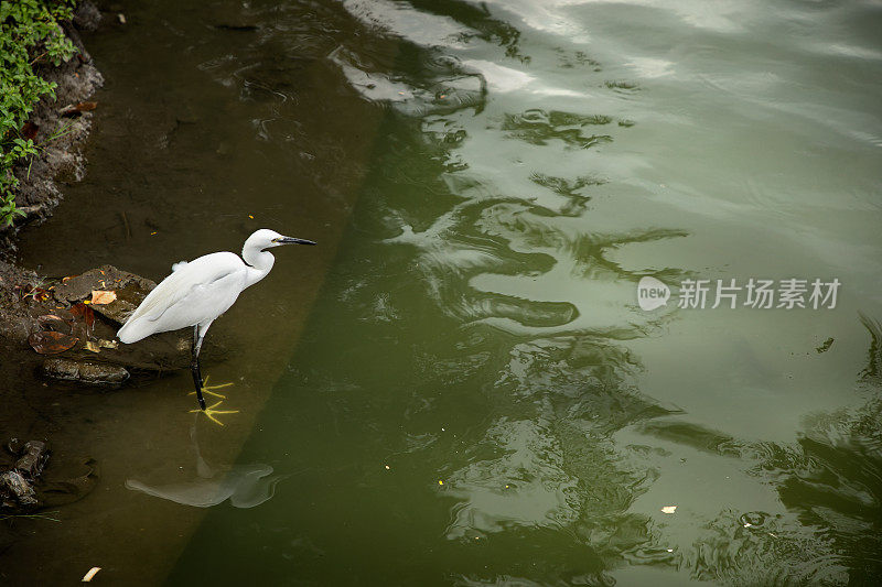 一种热带水鸟在湖边狩猎