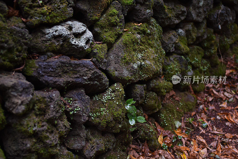 黑色石墙和苔藓