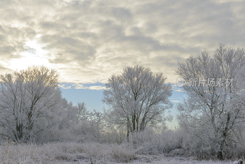荷兰的冬天，IJssel河边结冰的树木