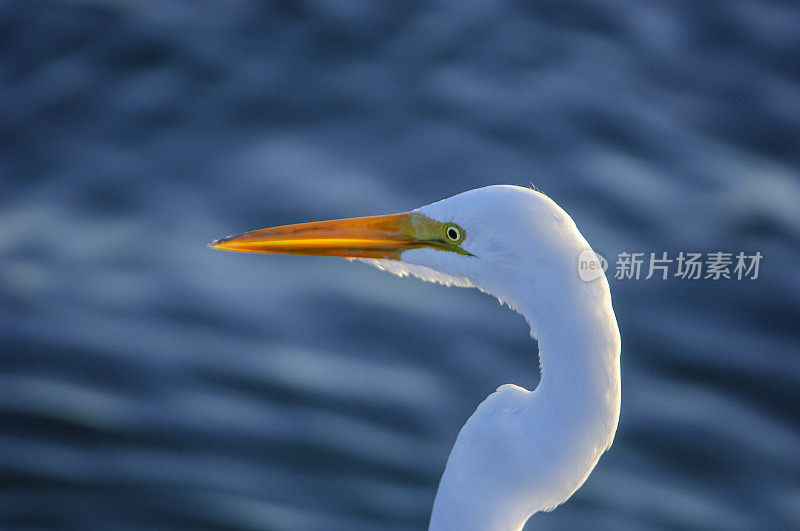 大白鹭站在岸上的特写