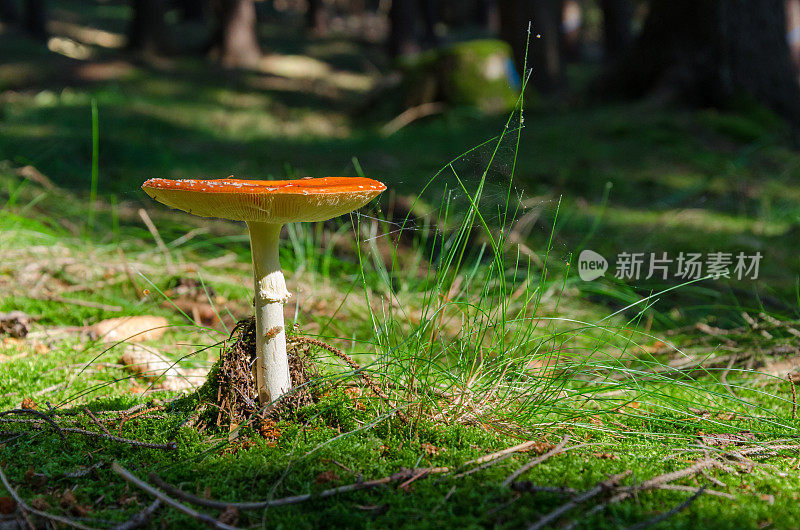 在阳光下的森林里飞木耳蘑菇
