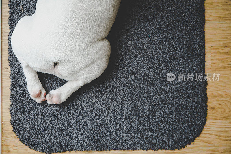 头顶上的法国斗牛犬小狗躺在地板上，后腿像青蛙腿一样折叠。