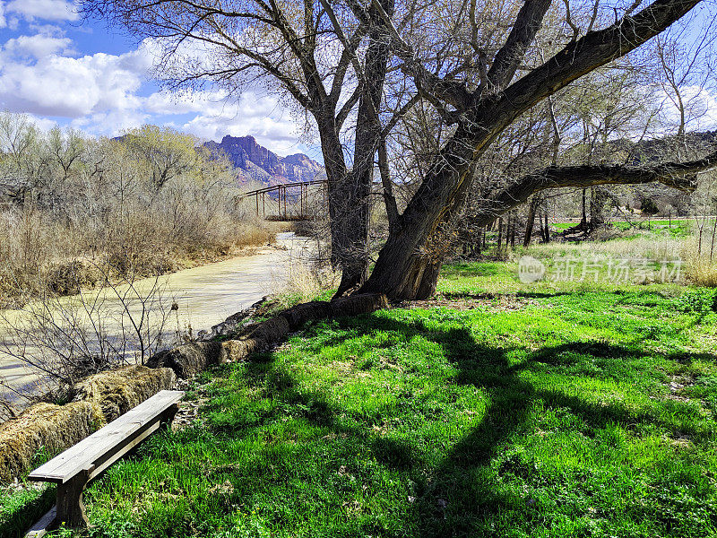 在犹他州罗克维尔市历史悠久的罗克维尔桥下，春天沿着维珍河的河岸坐在大的杨树旁