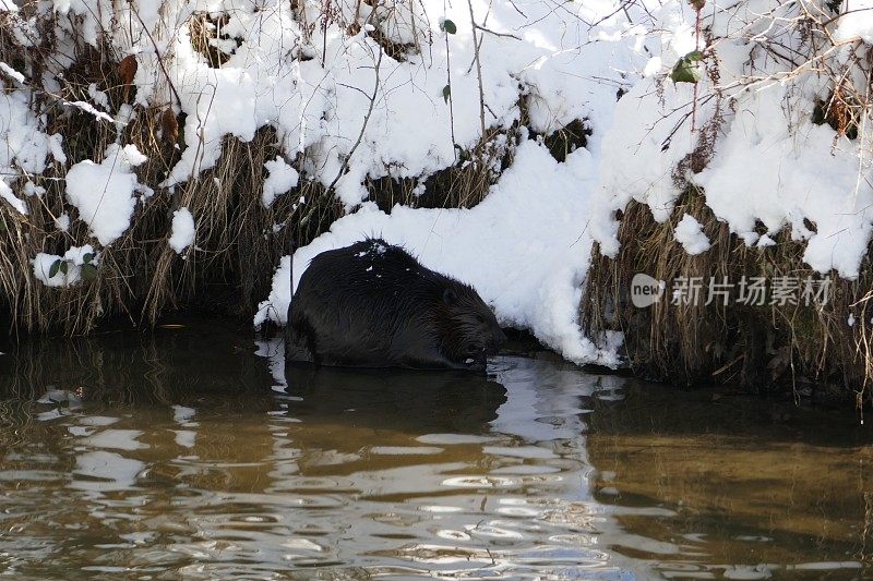 海狸在觅食