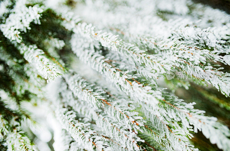 雪中的冷杉枝