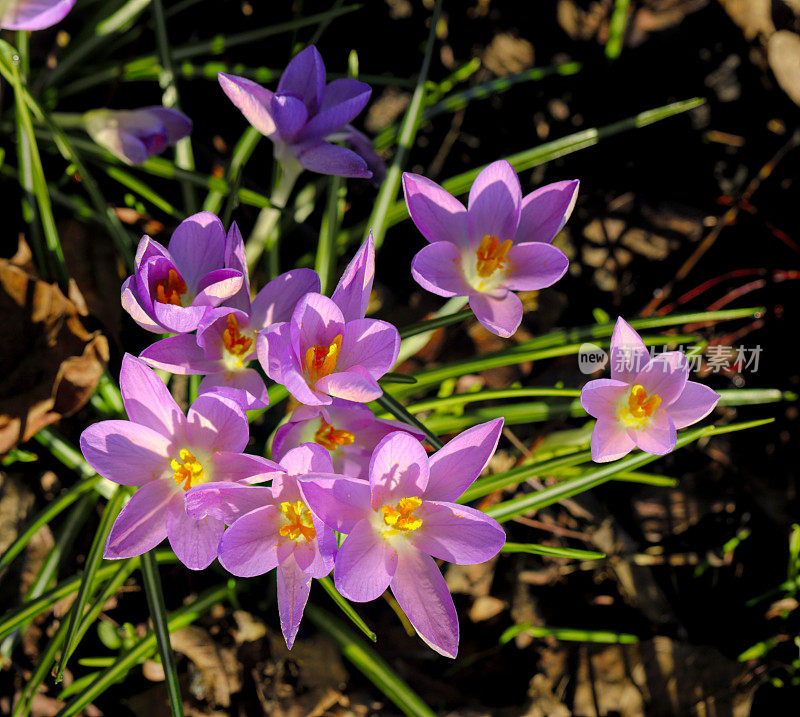 2019年2月春紫番红花初绽