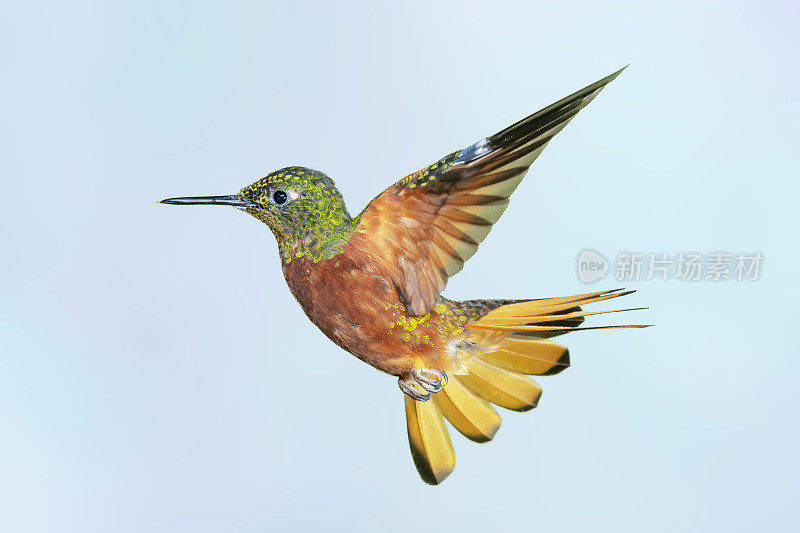 厄瓜多尔蜂鸟-栗色胸冠，一只翅膀升起