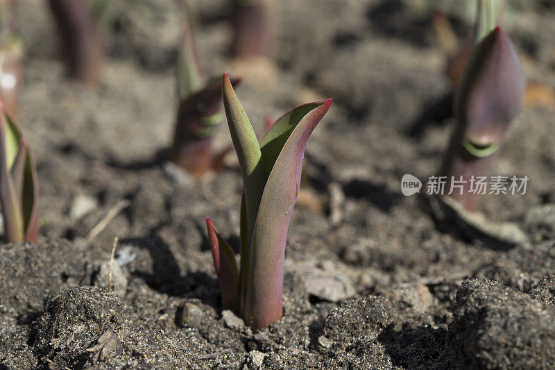 豆芽的郁金香。