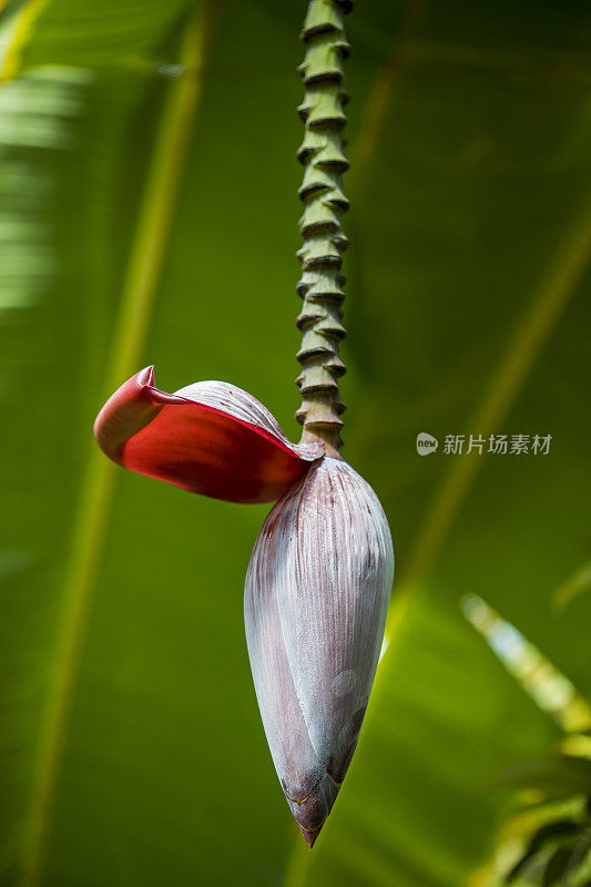 香蕉花