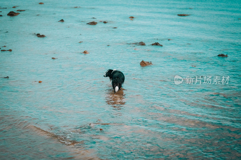 海滩上的博德牧羊犬