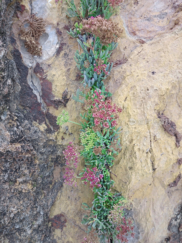 五颜六色的植物生长在岩石中