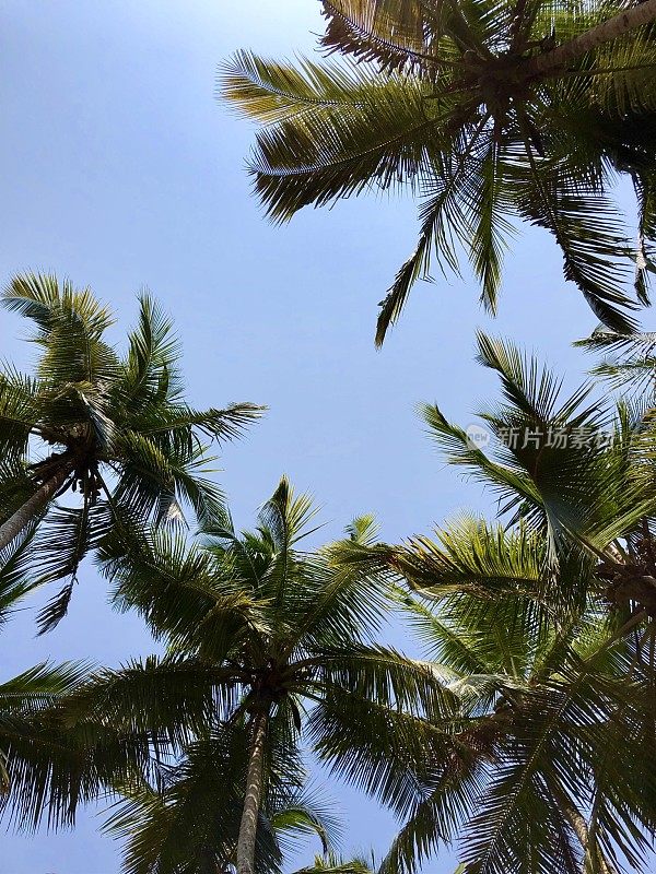 在蓝天的背景下，异国情调的棕榈树和椰子的图像