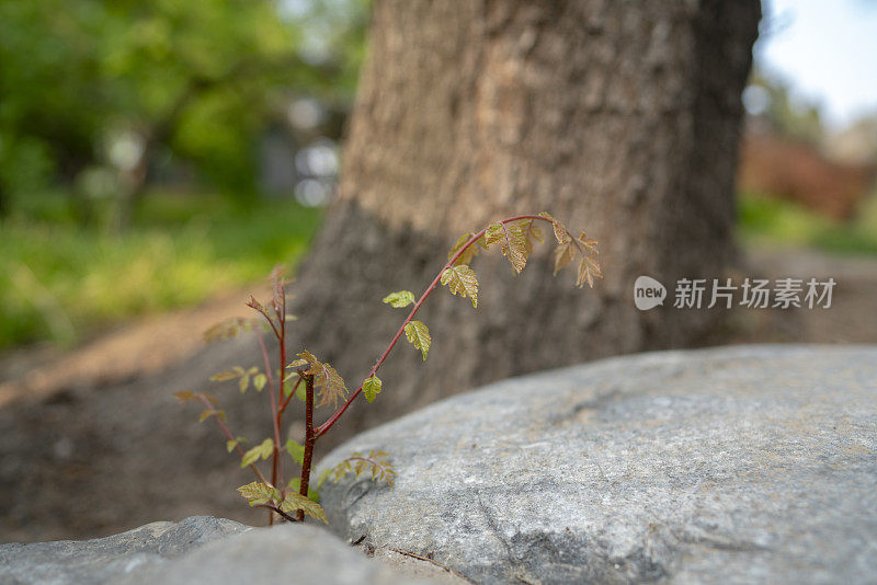 从岩石中长出的新芽