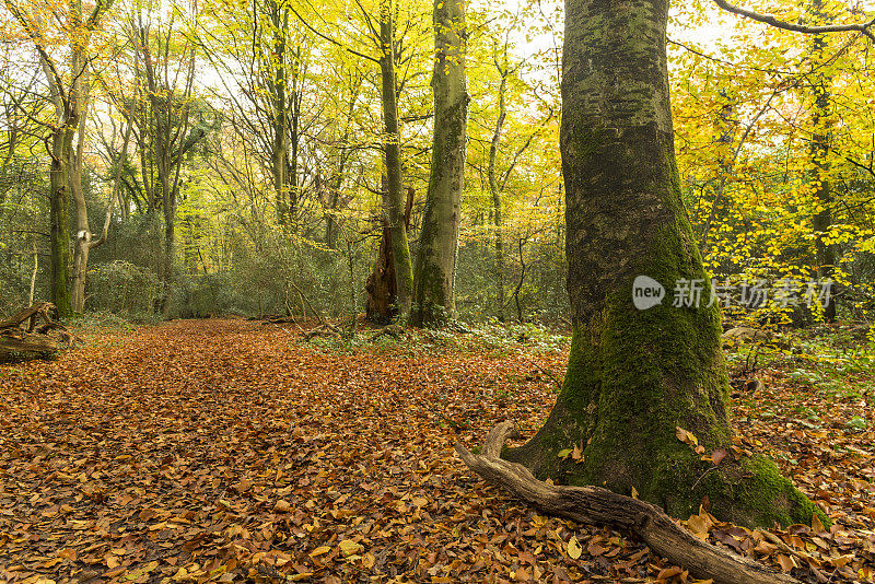 秋天的森林里有山毛榉树，枝叶茂盛，小径纵横
