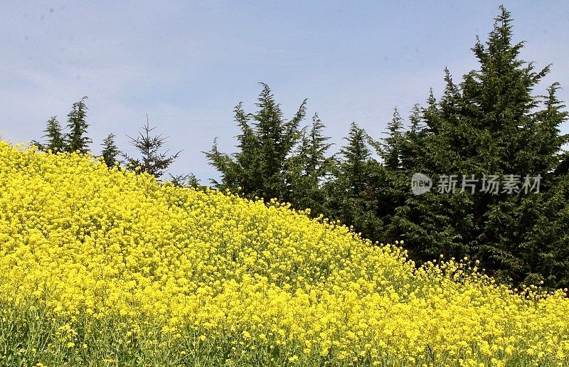 一片芥菜田的边缘