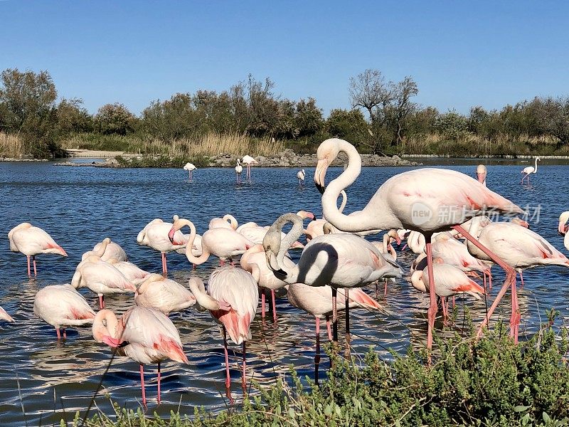 粉红火烈鸟在Camargue，法国3