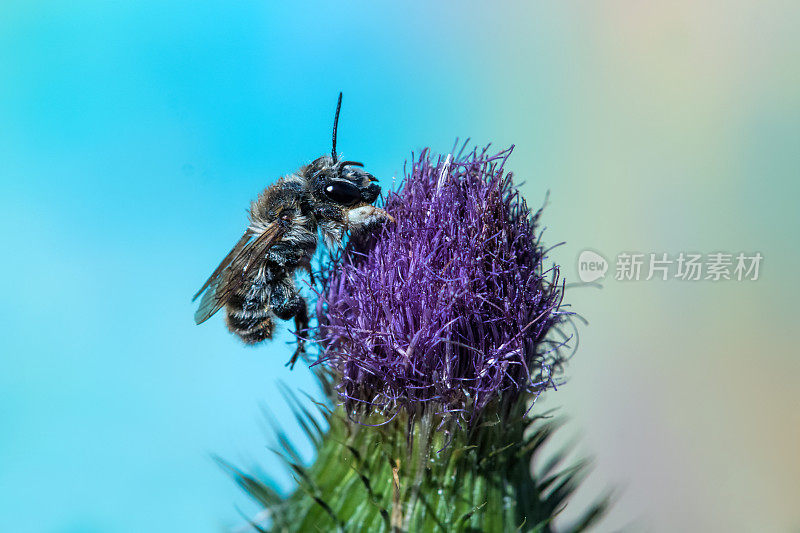 野生蜜蜂