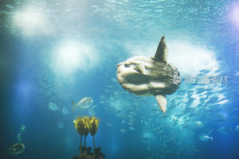 里斯本水族馆里的鱼