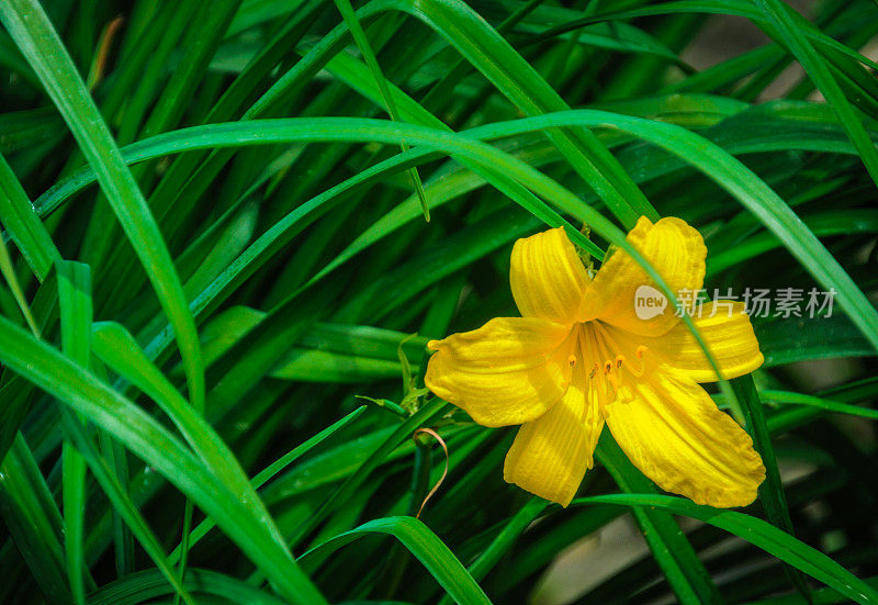 黄色的黄花菜