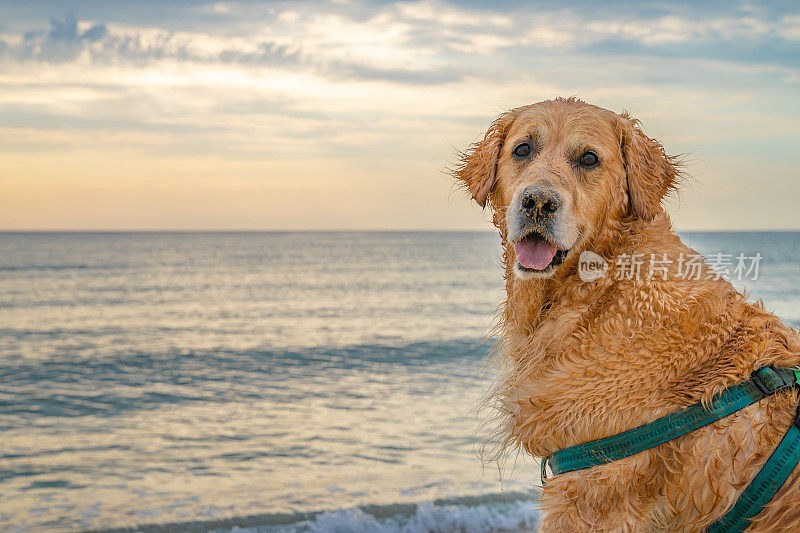 神奇的金毛猎犬站在沙滩上看着镜头