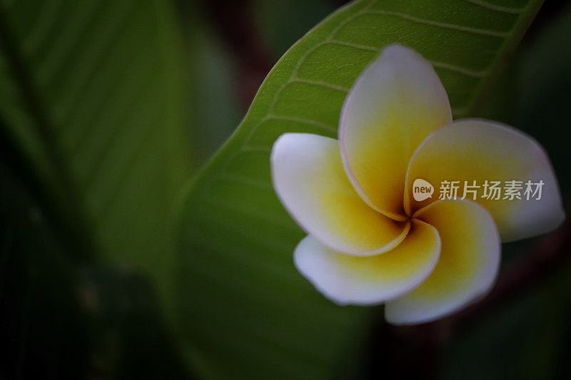 黑暗plumeria