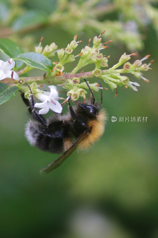 这是野生西部蜜蜂在自然野生花园中采集花粉和为种子授粉的图像，背景为模糊的绿色，黑色和橙色条纹的蜜蜂准备返回蜂房，以满足养蜂人的爱好