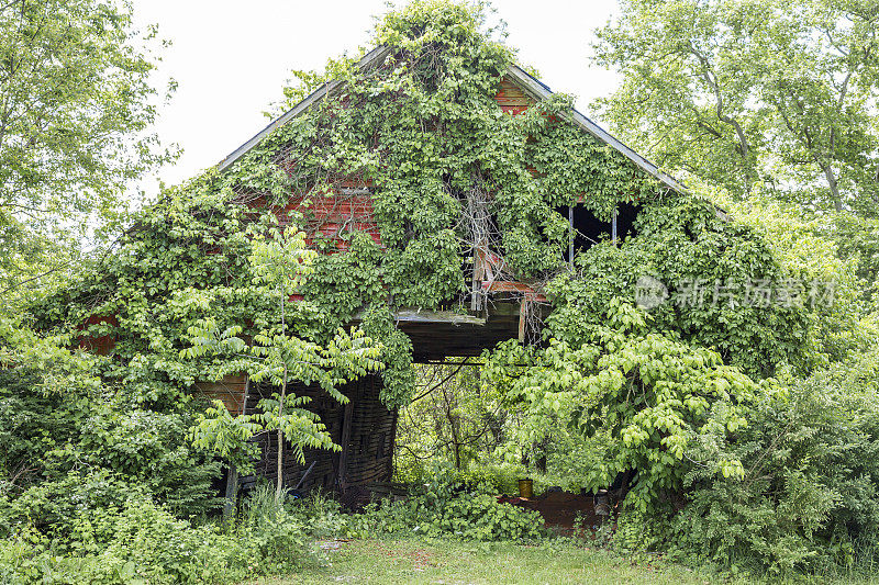 老废弃的马棚覆盖着绿色的藤蔓