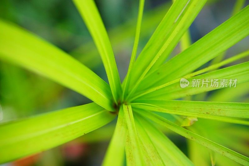 绿色纸莎草植物特写叶片