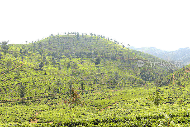 卢旺达靠近Nyungwe森林的茶园