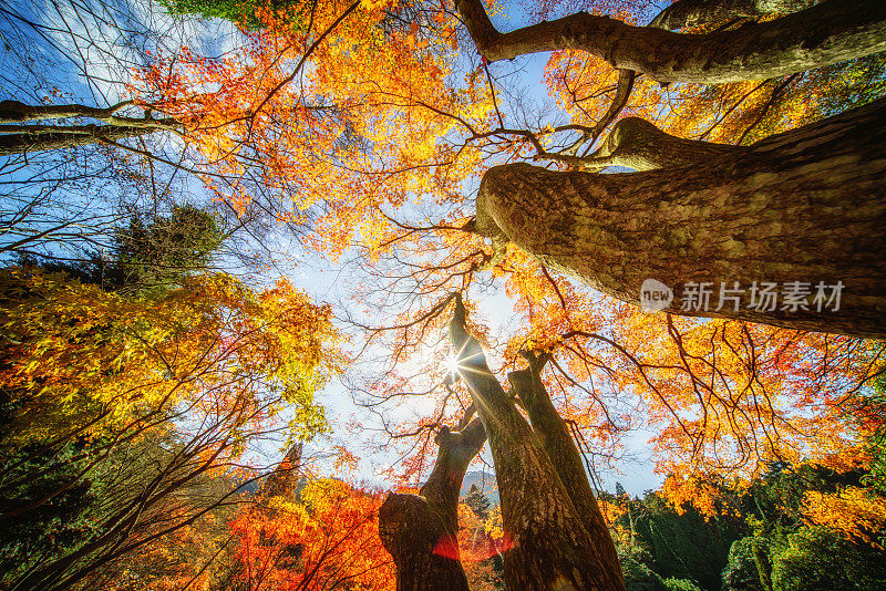 秋天的庐山枫叶