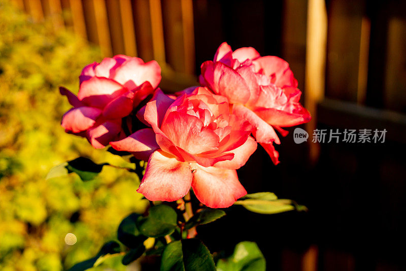 阳光下花园中的玫瑰。黄昏的自然背景