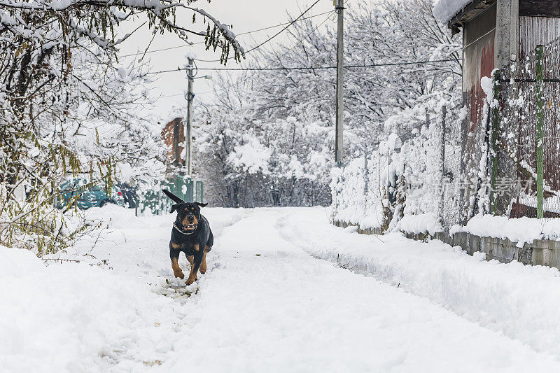 村子里的狗在雪地里玩耍