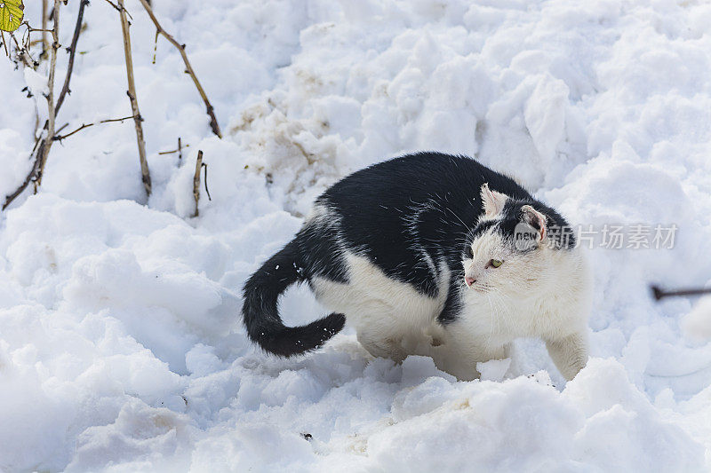 下雪天的猫