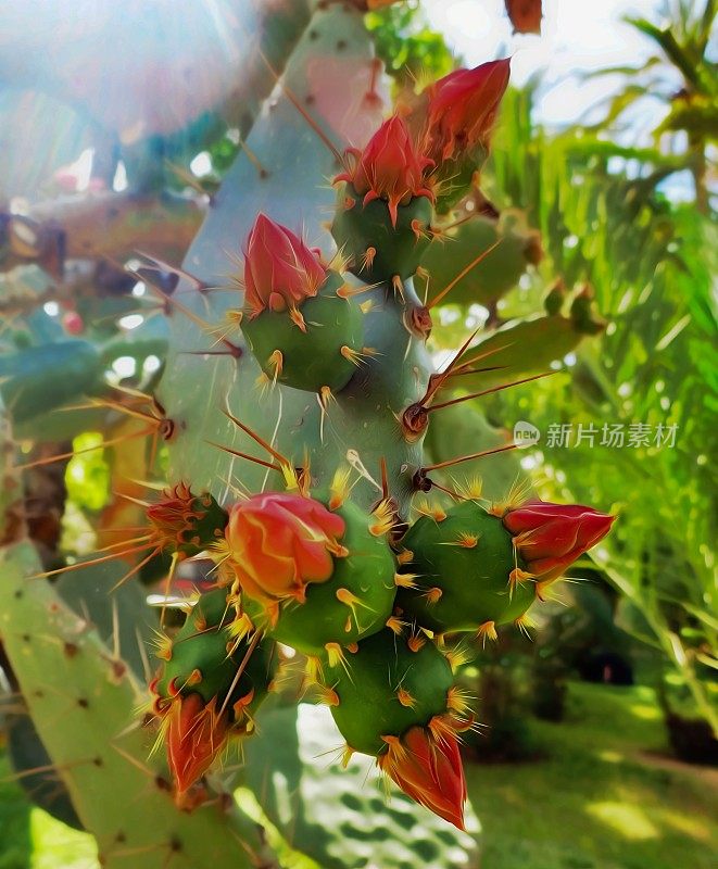 仙人掌(印度无花果)开花