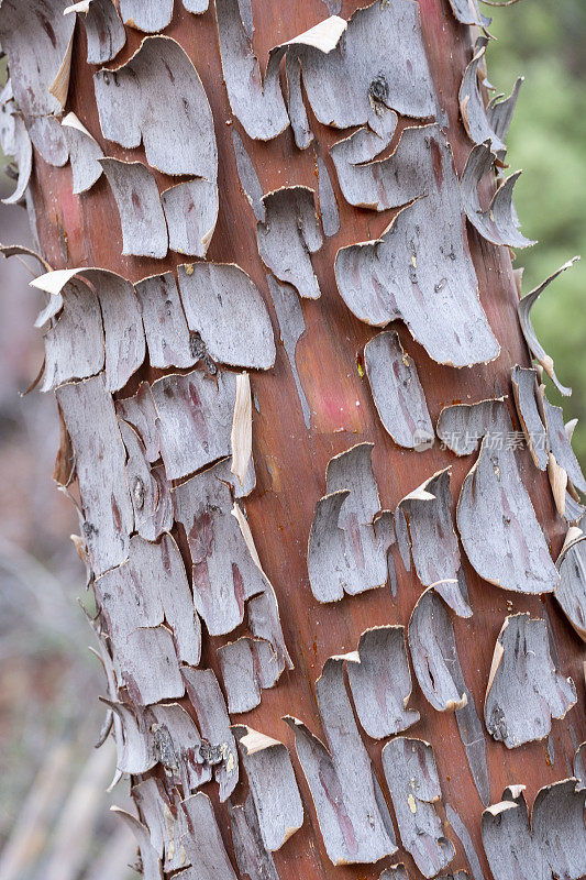 亚利桑那州北部的鳄鱼杜松树