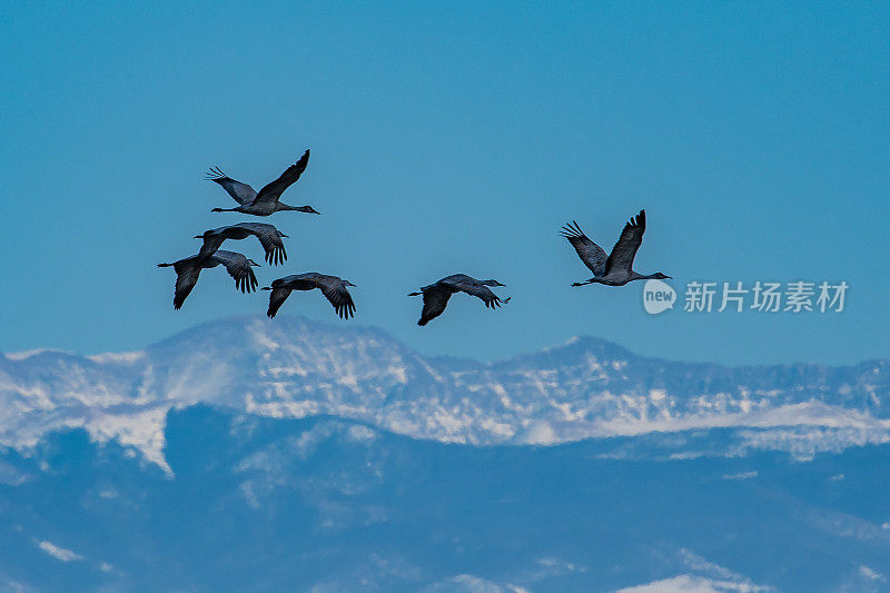 在科罗拉多州的野生动物保护区，沙丘鹤正在飞行，这是向北迁徙的一个停靠点