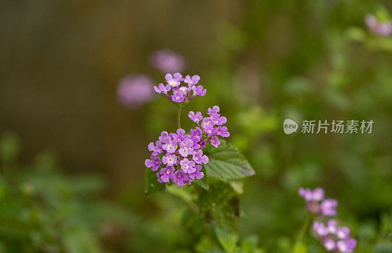 紫色的马鞭草的花