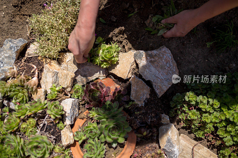 园丁女人在夏天的花园里种植鲜花在早晨。