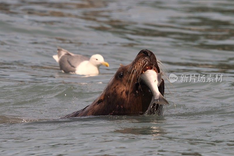 虎头海狮捕获鲑鱼