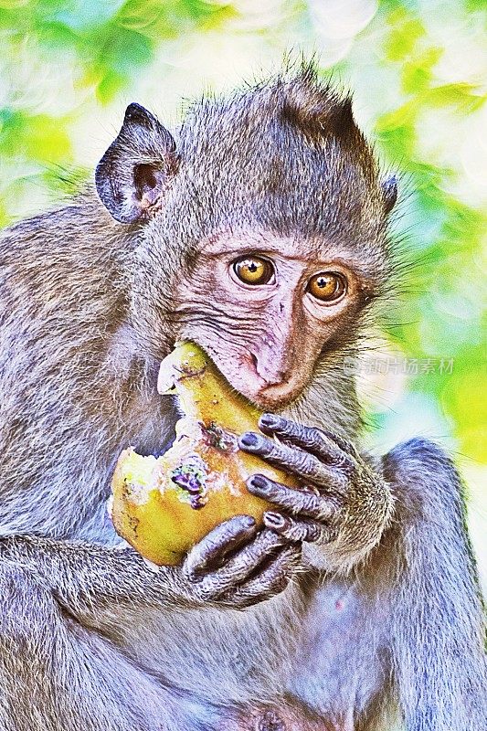 猴子喜欢吃水果。