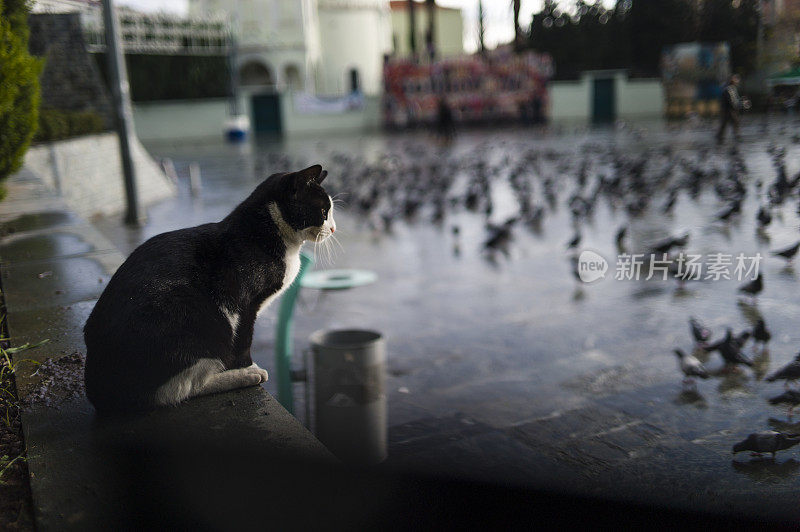 看鸽子的流浪猫