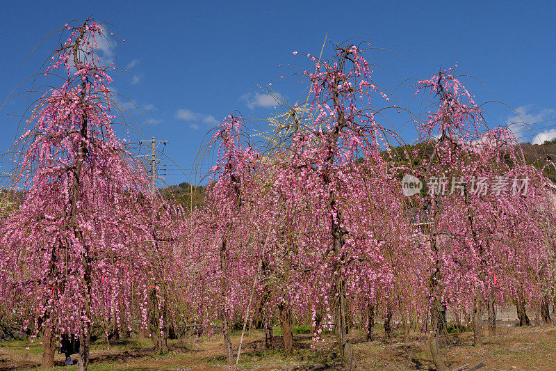 粉白垂梅花盛开在索加贝修梅花林中