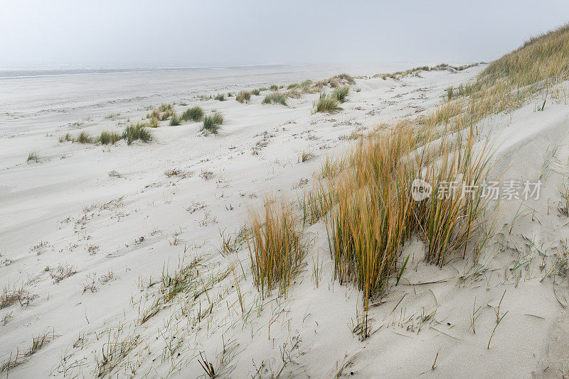 在Spiekeroog岛的雾中的沙丘