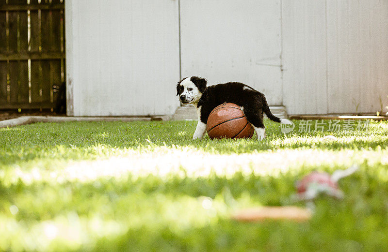 小狗在绿草地上玩篮球
