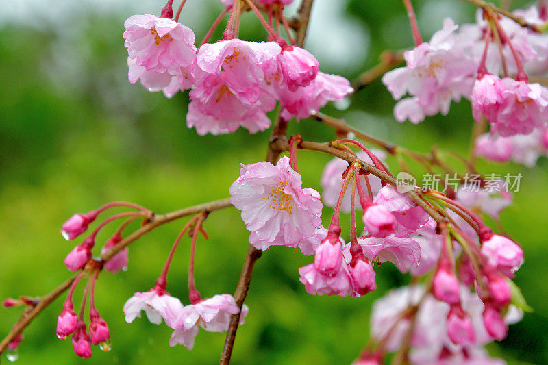 京都樱花盛开的季节:摄于加茂河河岸