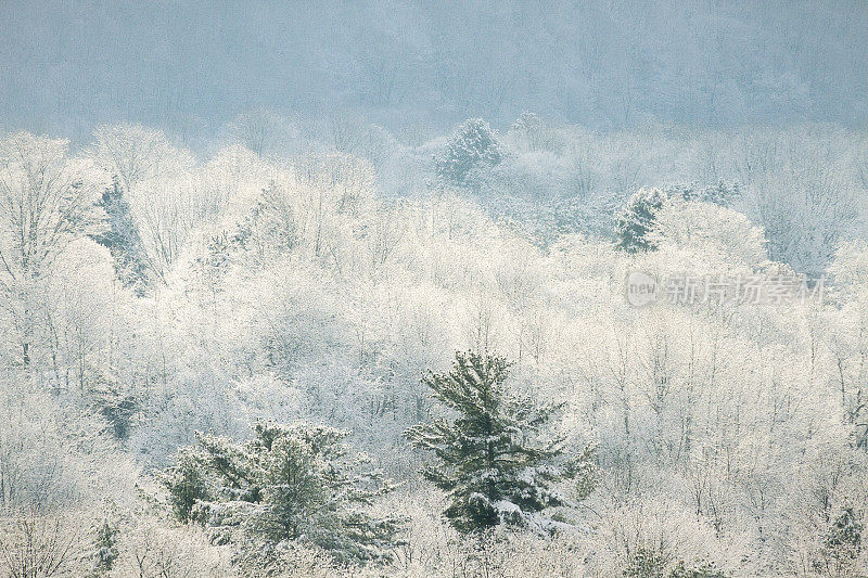 冬日仙境背景雪的早晨