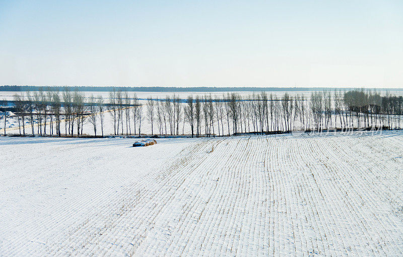 雪地里的树